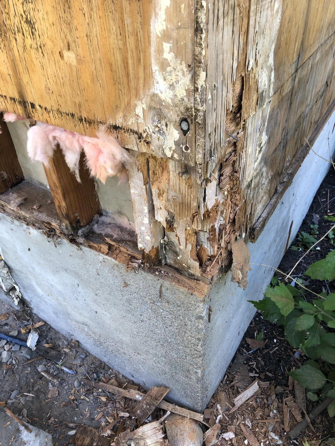 Rotted wood behind siding